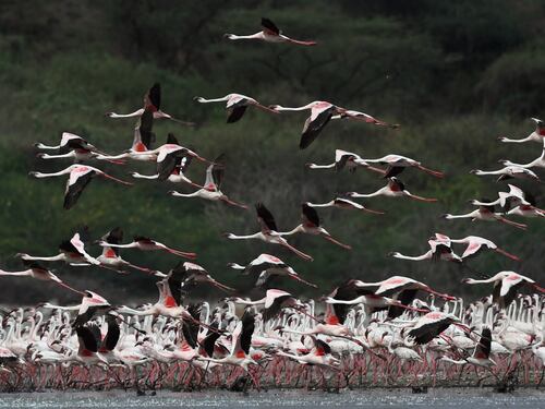 La magia dei fenicotteri rosa in Kenya