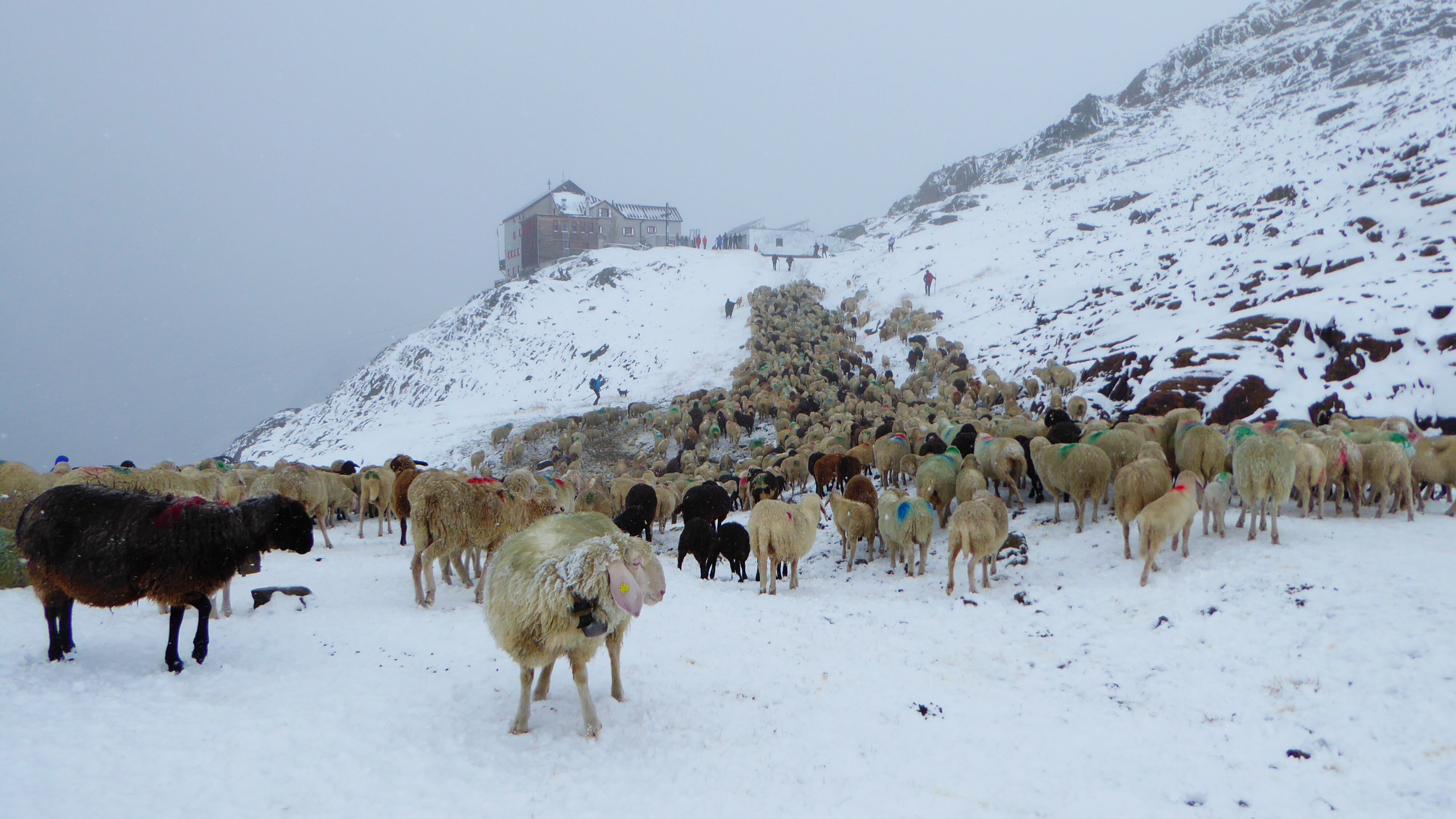 Carne di pecora regina del gusto in Val Senales