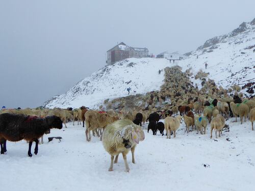 Carne di pecora regina del gusto in Val Senales