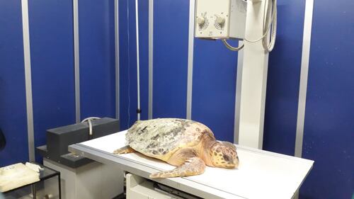 Barletta, il recupero della caretta caretta trovata in campagna 3