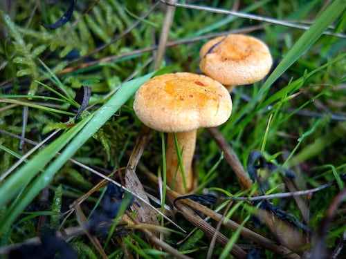 Tumore alla prostata, mangiare funghi riduce il rischio