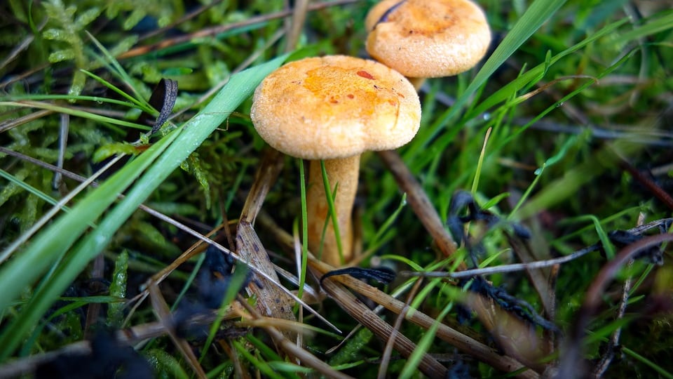 Tumore alla prostata, mangiare funghi riduce il rischio