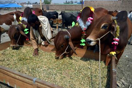 Afghanistan, i preparativi per l'Eid 5