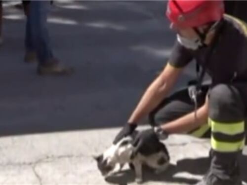 Nel dramma ecco un po' di «Gioia» La gattina ritrovata sotto le macerie