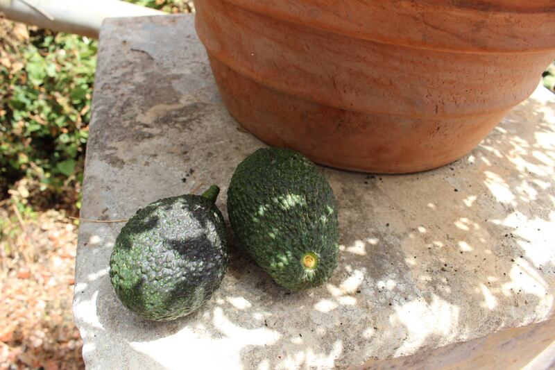 Avocado, il frutto "di moda" 2