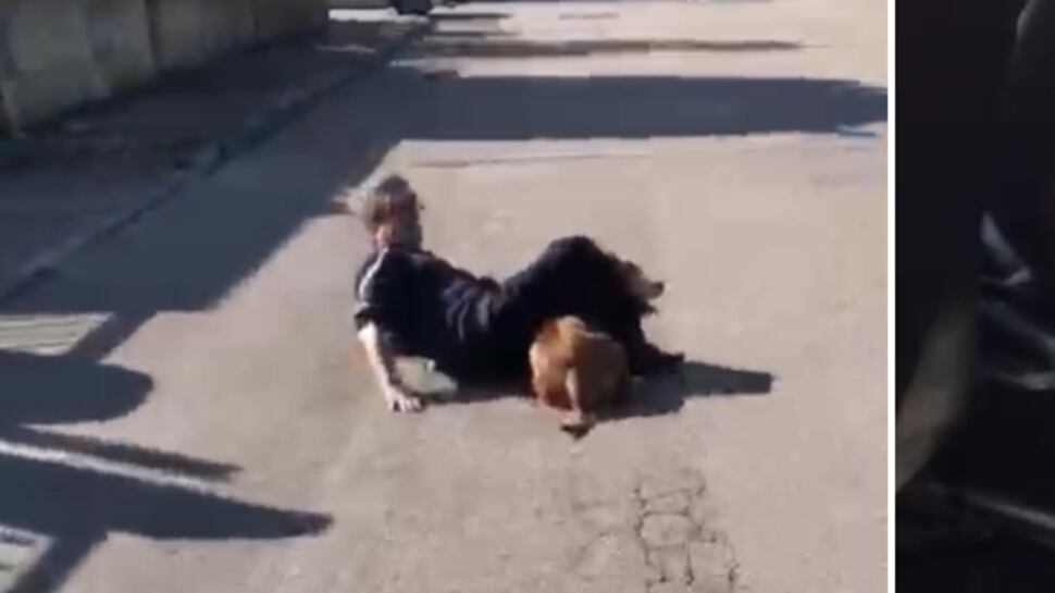 Bari, un dogo argentino azzanna una ragazzina