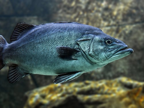 Tmau: cos’è la "sindrome da odore di pesce"