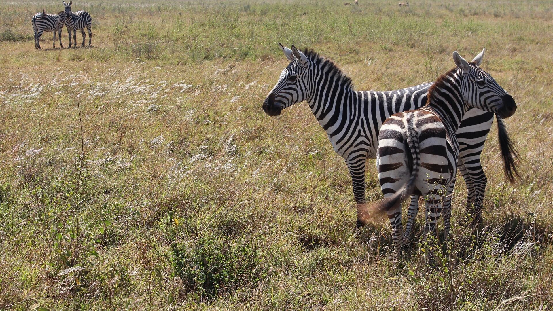 Zebre, leoni e giraffe nei nuovi quartieri strappati alla savana