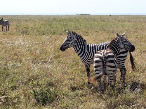 Zebre, leoni e giraffe nei nuovi quartieri strappati alla savana