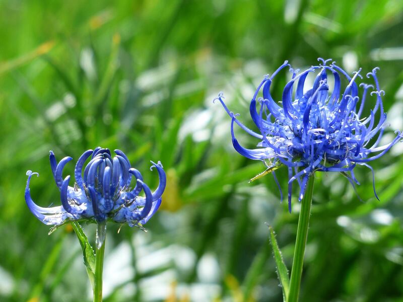 Artiglio del diavolo fiori