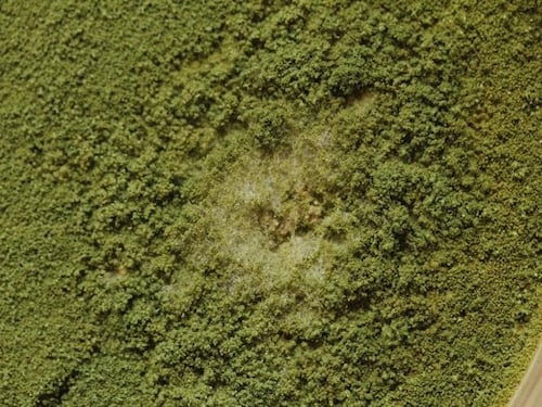 Il "fungo verde" e l'altra infezione parallela al Covid