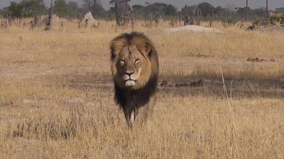 Nessun processo per il dentista americano che a luglio uccise il Leone Cecil
