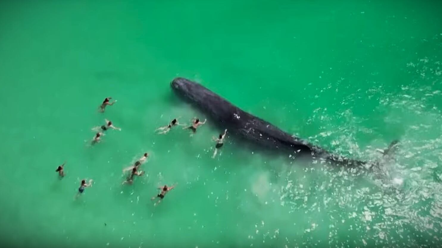Il capodoglio si avvicina alla spiaggia e i bagnanti lo accarezzano: follia in Australia