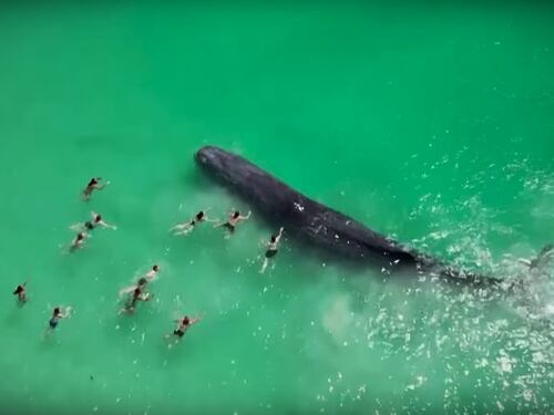 Il capodoglio si avvicina alla spiaggia e i bagnanti lo accarezzano: follia in Australia
