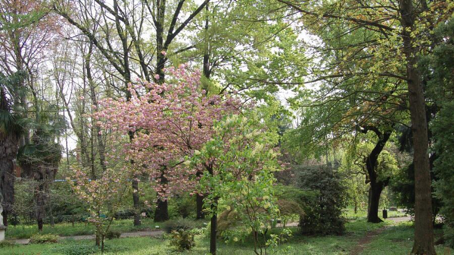 Altezza, storia e varietà: alberi lombardi da record
