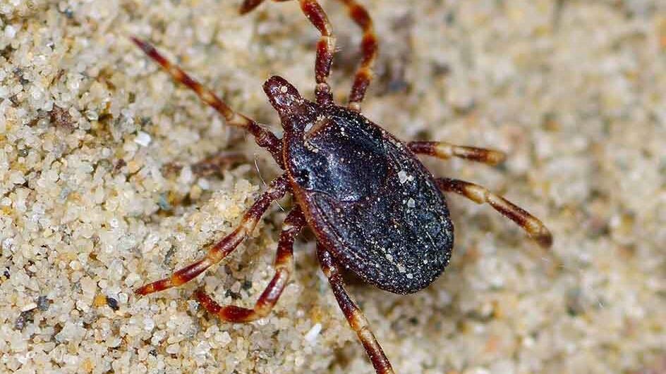 È arrivata in Italia la "zecca marginata": può inseguire le prede e trasmettere malattie all'uomo