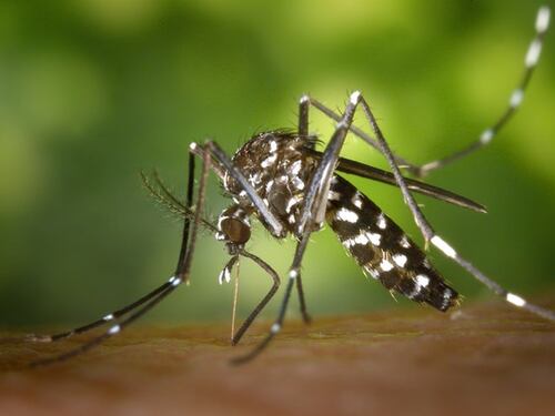 Zanzare tigre: ecco le zone più infestate