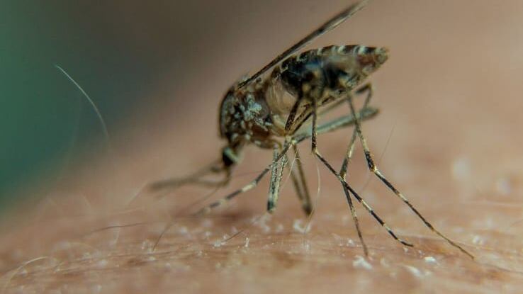 Zanzare a Natale, è allarme per quella coreana: resiste alle basse temperature