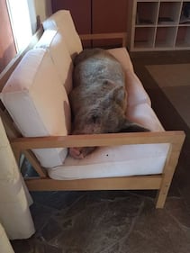 Un maiale sul divano in Sardegna 2