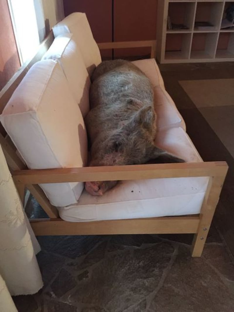 Un maiale sul divano in Sardegna 2