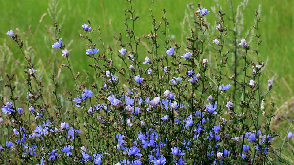 Cicoria: l'amaro dagli ottimi benefici per la salute