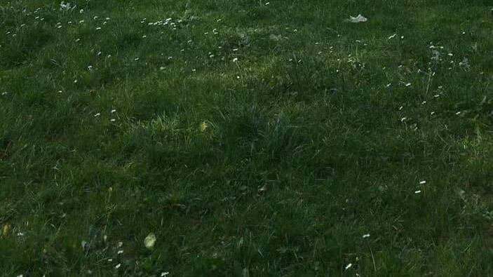 Raccolgono erbe al parco e i vigili le multano