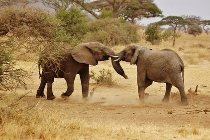 Elefante si fa un selfie 18