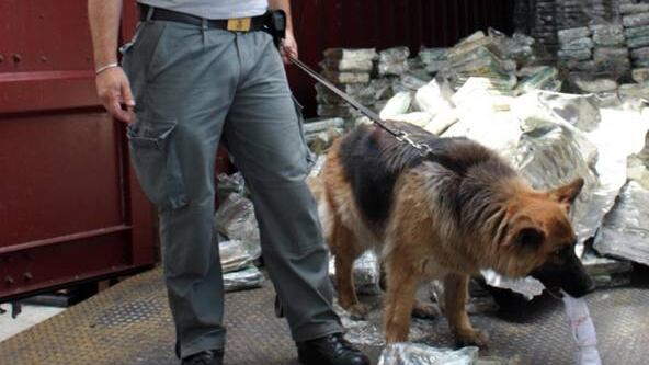 Sequestrate sigarette di contrabbando grazie ai cani antitabacco