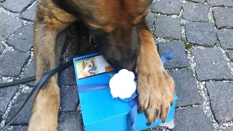 Cane poliziotto dà l'ultimo saluto al collega a quattro zampe