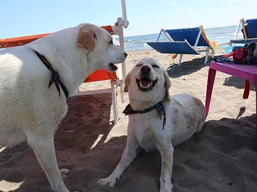 Riapre BauBeach: per Pasqua tutti i cani al mare