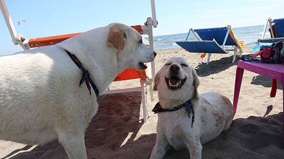 Riapre BauBeach: per Pasqua tutti i cani al mare