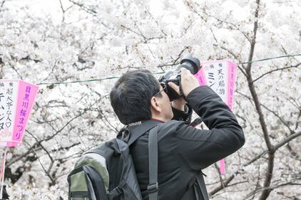 Lo spettacolo dei ciliegi in fiore a Tokyo 11