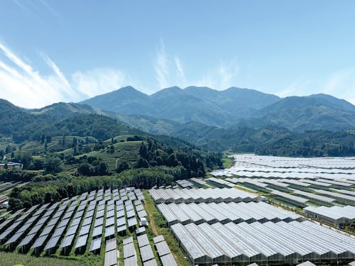 La rivelazione dei belgi: I "Verdi" hanno stufato