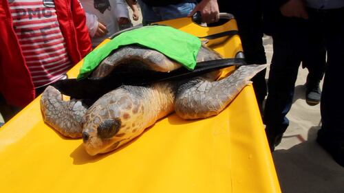 Liberata in mare la tartaruga Caretta caretta Federica. Era ferita e piena di plastica 8
