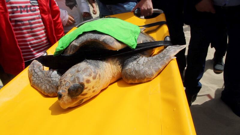 Liberata in mare la tartaruga Caretta caretta Federica. Era ferita e piena di plastica 8