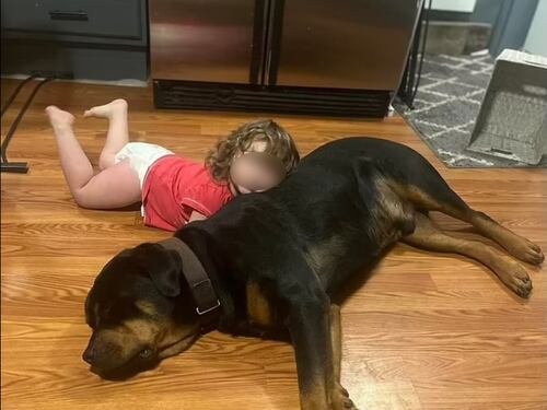 Bimba di due anni scomparsa nei boschi, salvata dai cani di famiglia