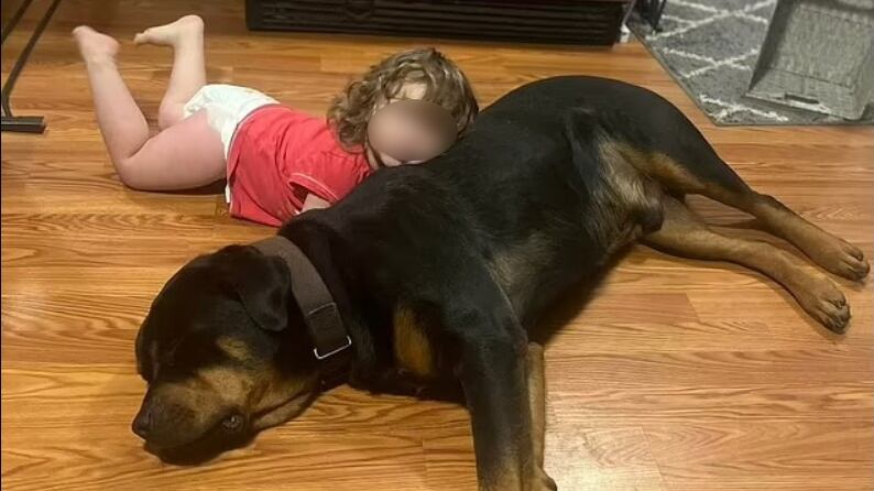 Bimba di due anni scomparsa nei boschi, salvata dai cani di famiglia