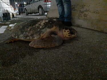 Barletta, il recupero della caretta caretta trovata in campagna 1