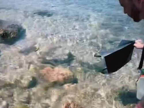 "L'ha guardata negli occhi e...". Il rapper Salmo libera l'aragosta in mare
