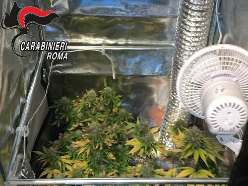 Coltivava erba in casa: arrestato un 23enne romano