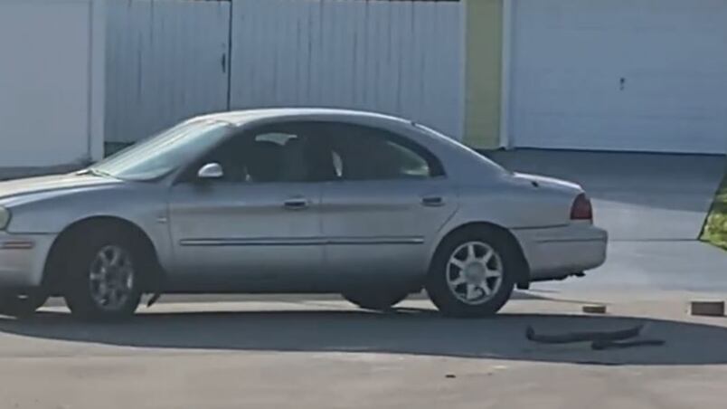 Florida, incredibile ma vero: cane "guida" per un'ora un'auto in retromarcia