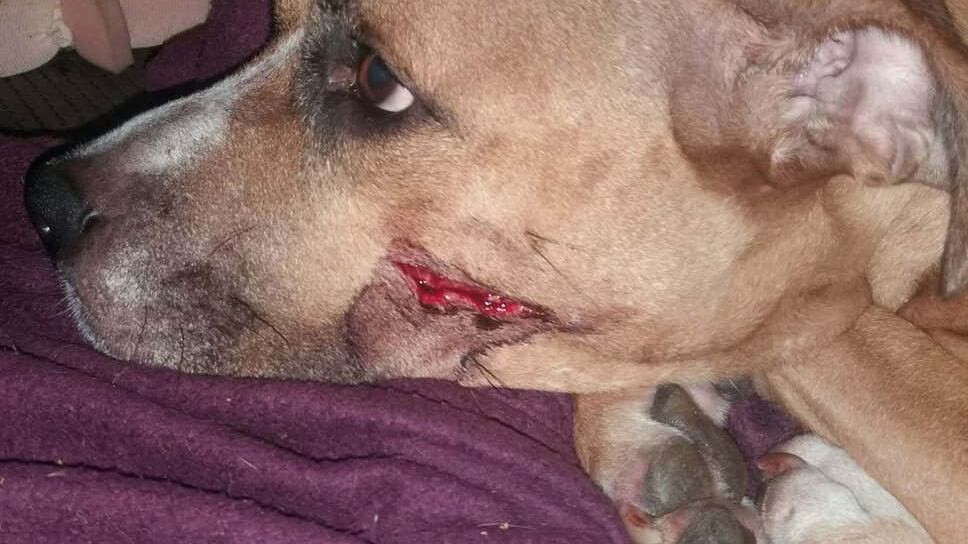 Gran Bretagna, ladri rapiscono sei cuccioli e feriscono la loro mamma