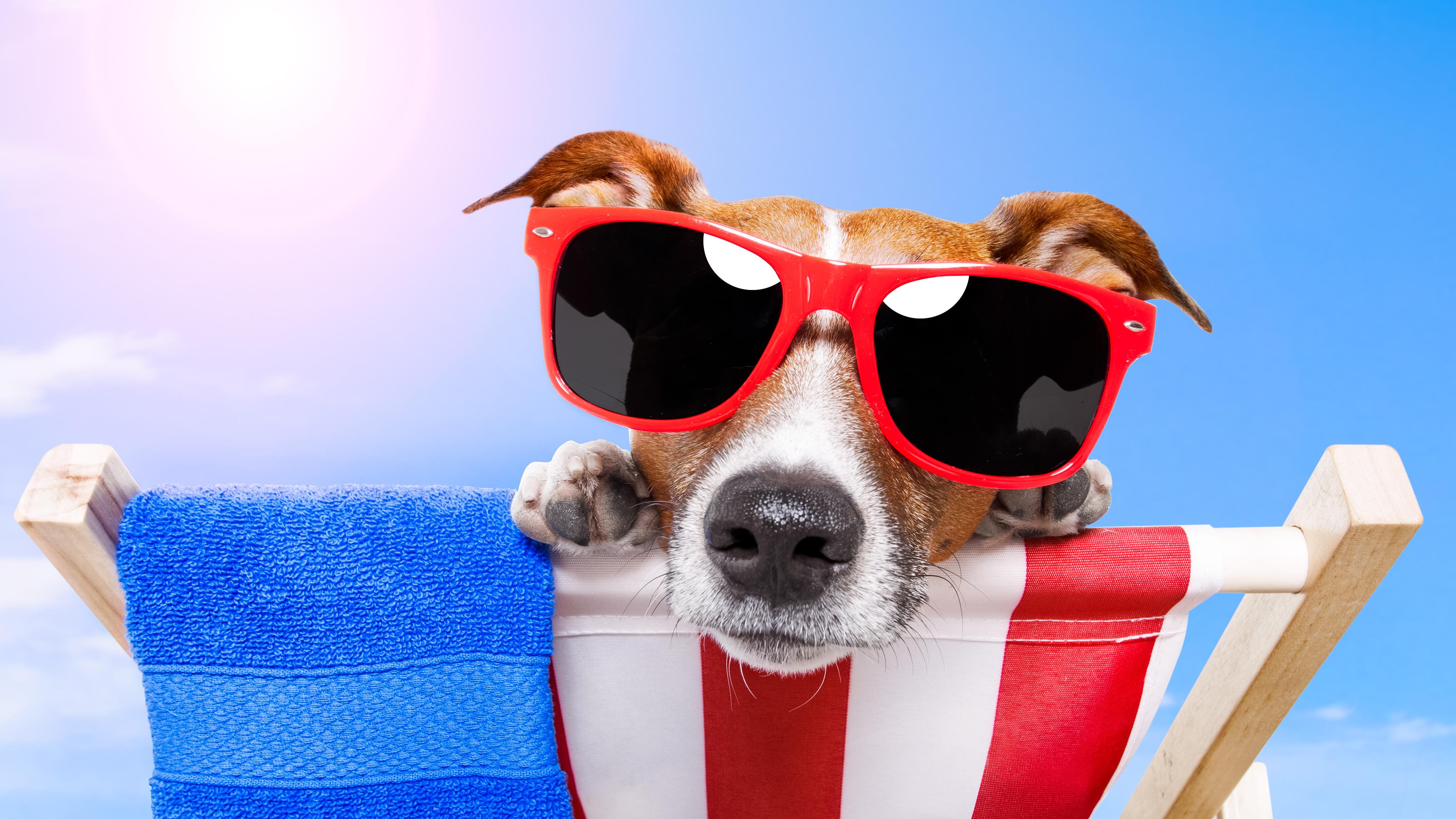 Francis, Lassie e Uggie. Dal cinema alla tv è una recita bestiale