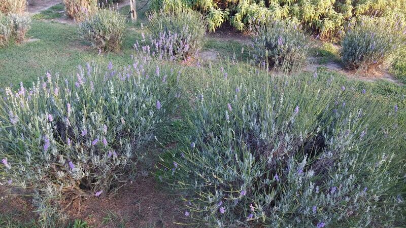 Le piantagioni di Gianluca: dalla menta cubana alla canapa tessile 3