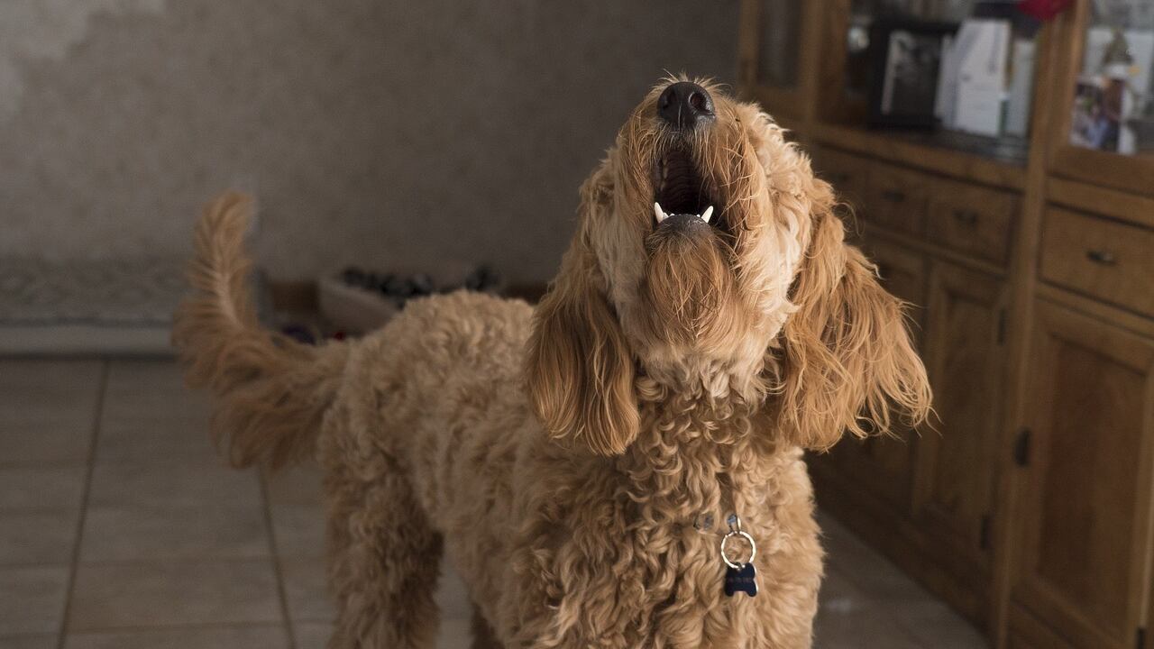 Truffa del cane scomparso: ecco come funziona