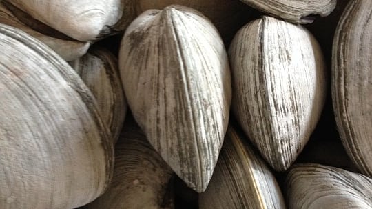 Maxi sequestro di vongole pericolose per la salute: denunciati cinque pescatori