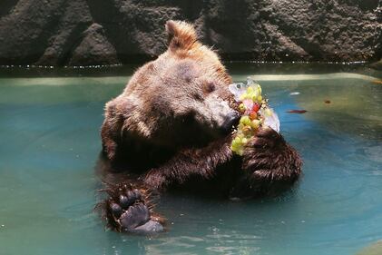 Attimi di vita quotidiana nello zoo 7