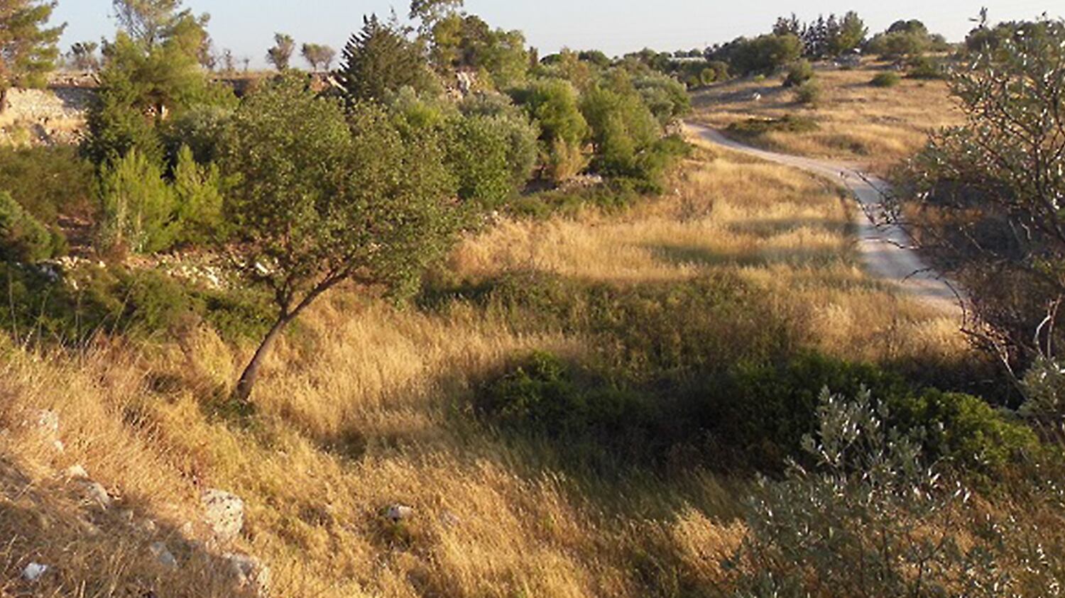 Giudici e alberi di carrube fermano la prima opera del Pnrr
