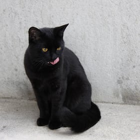 Gatto nero, foto 23
