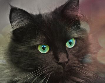 Gatto nero, foto 29